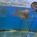 Aaa Flowernhorn  Live Fish Bigkok Supper Red Male Size 5 