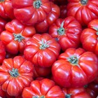 Rosso Sicilian Tomato Seeds   Heirloom   Non-gmo   Free Shipping   1298