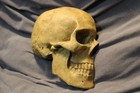 Rare Human Skull Anatomical Medical Death Oddity Funeral Doctors Artists Model