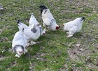 6   3 Pure Light Brahma Hatching Eggs Beautiful Breed Pure Bred
