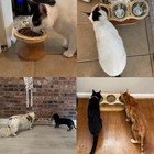 Elevated Cat Bowls - Set Of 3 Stainless Steel Pet Food Bowls 15 Degree Tilt