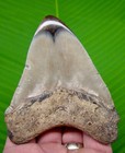 4 38    Megalodon Shark Tooth Real Fossil No Restorations Sharks Teeth