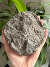 Collector Grade Face-polished Petoskey Stone     Hand-chiseled From Boulder  - 5 