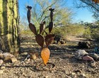 Handcrafted Rustic Metal Prickly Pear Cactus Metal Yard Art Metal Barrel Cactus