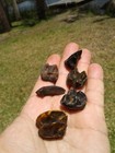 6 Beautiful High Quality Taper Teeth Florida Extinct Ice Age Fossil Mammal Tooth