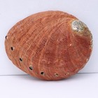Xl Natural Red Abalone Shell Mother Of Pearl Iridescent Blister Parts