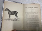 Antique 1800   s American Stock Horse Cattle Sheep Dog Veterinary Book Illus Plate