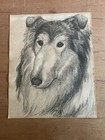 Collie Sketch Drawing Unframed Dog Signed Dated 11  X 13-3 4  Old Judy 1982 Vtg