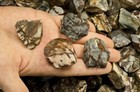 3 Lbs Panther Jasper Rough Stones - Natural Crystal Mineral Rock Tumbling