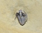 Excellent  Ultra Rare   Inflated Hysteropleura Trilobite  Cambrian Of Quebec