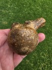 Massive Mosasaur Thoracic Vertebrae Ozan Tx Fossil Tylosaur