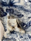 Antique Cat   Kitten Figurine Porcelain Blue And White Crackled Glazed 7  Tall