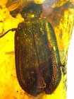 Burmese Burmite Cretaceous Beautiful Mesh Beetle Insect Fossil Amber Myanmar