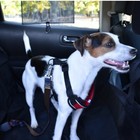 Dog Pet Adjustable Safety Travel Seat Belt For Car Tether Restraint Extender