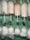 2 Queen Ant Tetramorium Bicarinatum 2-4 Workers