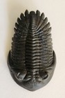 Large Moroccan Trilobite Hollardops Burtandmimiae Fossil 87 5 Mm Long