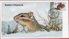 Squirrels   Chipmunks  Rodents  Set Of 4 Different First Day Covers