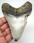 Megalodon Shark Tooth Real Fossil - 3 95  Shark Teeth Megladon - No Restorations