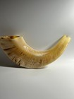 Rams Horn Polished Shofar 10  Beige Color - Receive Shofar In The Picture