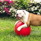 Jolly Pets Push-n-play Ball Dog Toy  10 Inches large   Assorted Sizes   Colors 