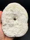 Rare Xl Clypeaster Sea Biscuit Fossil     5 5    Fluorescent Florida Echinoid
