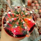 6cm Succulent Cactus Plant Gymnocalycium Mihanovichii Variegated Cactaceae Plant