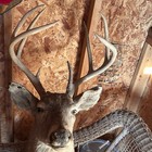 8 Point Whitetail Deer Shoulder Mount 