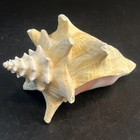 Genuine Natural Conch Seashell Large 6x8  Nautical Ocean Beach House Pink Yellow