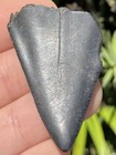 Natural Great White Tooth 1 64    Not Megalodon Fossil Shark Teeth