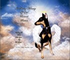 Pet Memorial   dog cat With  Wings   Halo   8 X 11 Photo Print Personalized 
