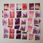 2023 Tulip Blossoms