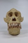 Vtg Orangutan Skull Model Great Ape Primate Teaching Cast Resin Oddities Decor 