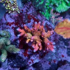 Wysiwyg Phoenix Highlighter Acropora Coral Frag Sps Live Ultra Reef Tank