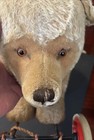 Steiff Growler Bear On Wheels Antique Ride-on Stuffed Animal Toy Still Growls