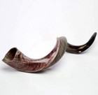Yemenite Shofar Kudu Horn Set Xl 30   -40     Accessories New Kosher Free Shipping