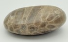 Hand Polished Petoskey Stone 2    2 Oz Michigan Hexagonaria Fossil