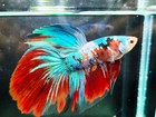 Live Betta Fish Giant Halfmoon Red Koi Galaxy Male High Quality