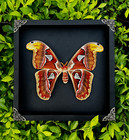 Framed Taxidermy Atlas Moth Real Insect Specimen For Corner Shelves Entomology