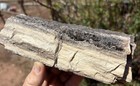       rr        Rough Arizona Petrified Wood W druzy Smoky Quartz  3 25 Lb      