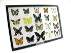 20 Beautiful Butterfly Butterflies In Showcase - Framed - Real - A-20-madam-14
