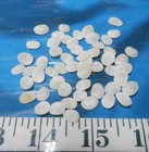   Operculum   Opercula    50    Translucent   Shellcraft   Sailor s Valentines  