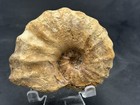 Robust  Rare  Nice 4 5    Texas Fossil Woodbine Ammonite conlinoceras Tarrantense 