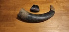 Aoudad barbery Sheep Horn Display