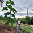 50 Royal Empress Tree Seeds  fastest Growing Tree In The World 