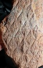 Lepidodendron Sp  - Unknown Carboniferous Fossil Plant