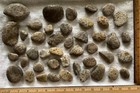 Lot 44 Petoskey Stones Unpolished Variety Pack Michigan Coral Fossil Crafts 3 lb
