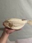 1 Pc Real Boxfish Skeleton Bone Specimen  Approximately 10 Inches 25 Cm