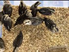 Pure Gold And Silver Duckwing Phoenix Chicken Hatching Eggs