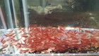 20 4 Nice Red Cherry Shrimp  see Description 