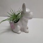 White Ceramic French Bulldog Dog Planter Decorative Figurine